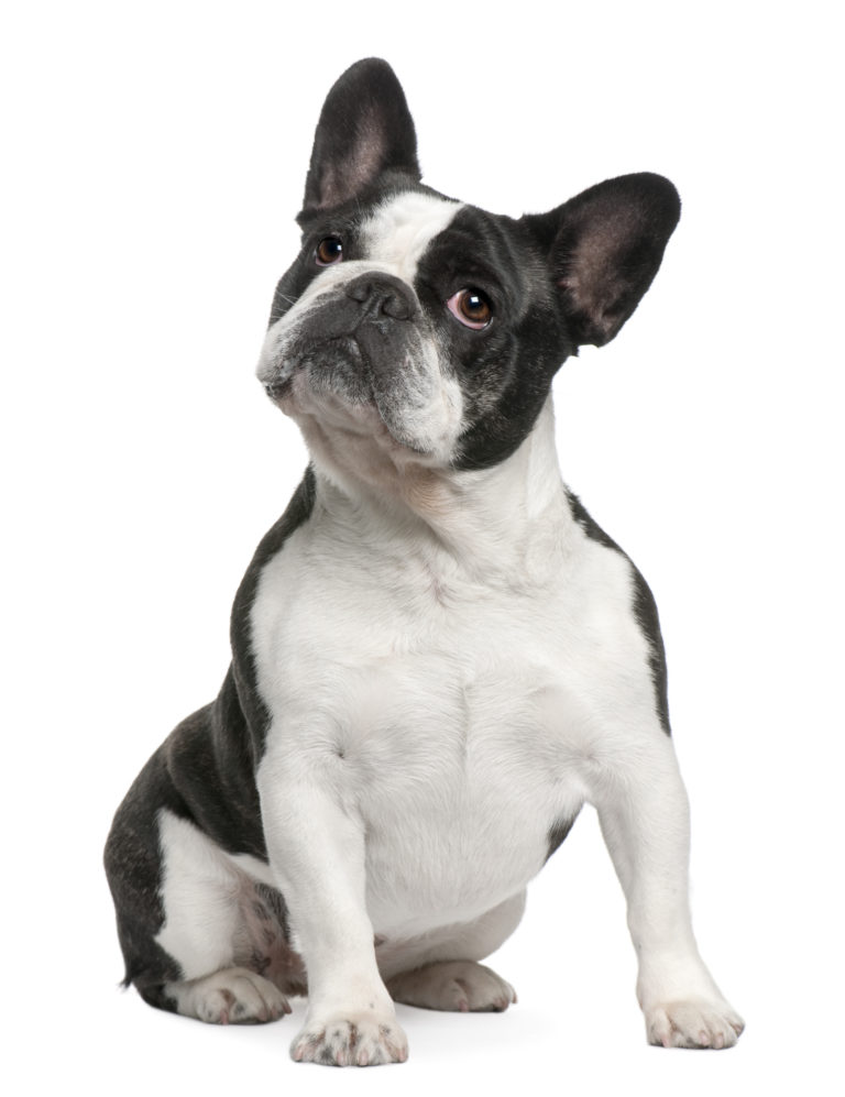 A French bulldog sitting and looking up